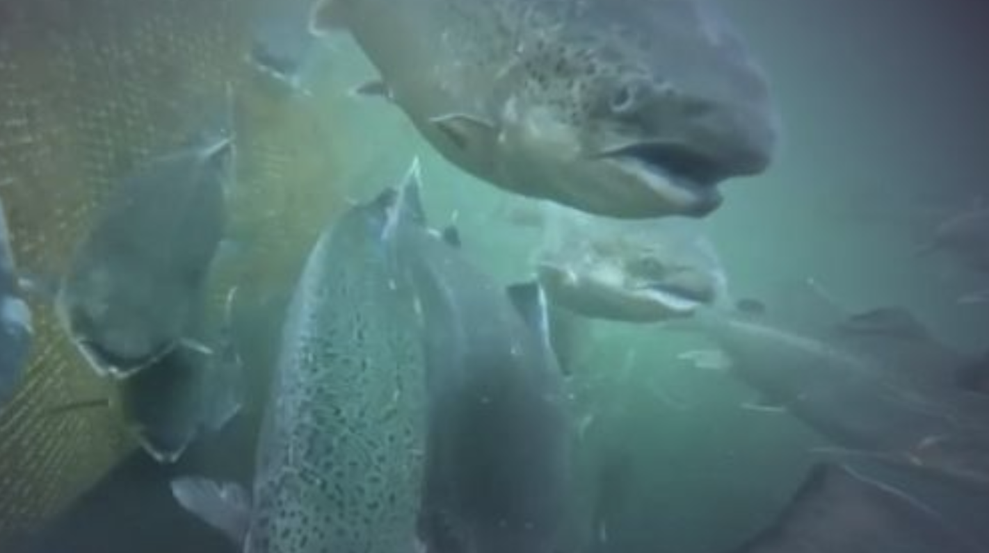 OXZO en “Agua Viva”: El rol del oxígeno en una acuicultura más sostenible